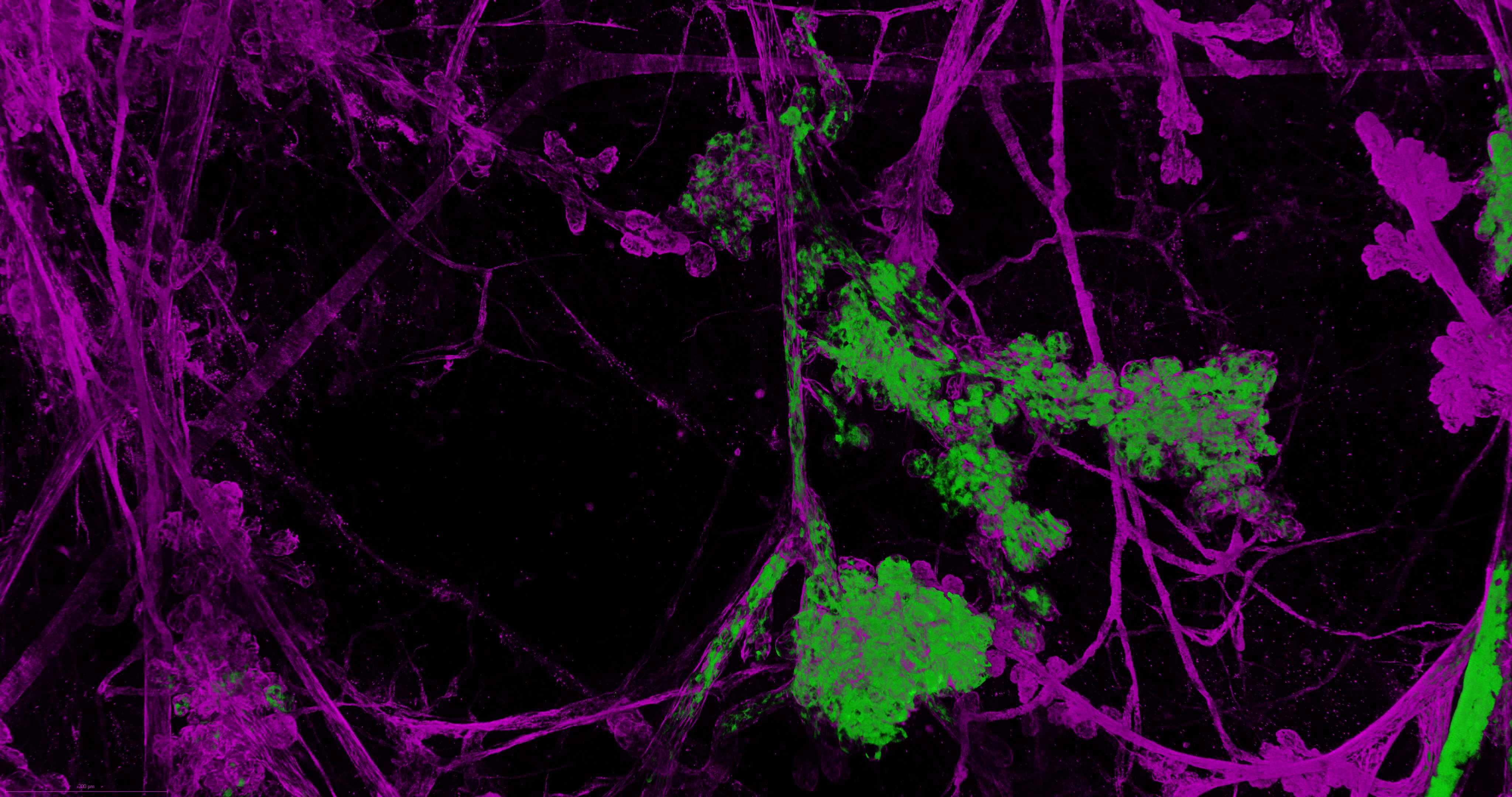 Zoom cells menstrual cycle tissue