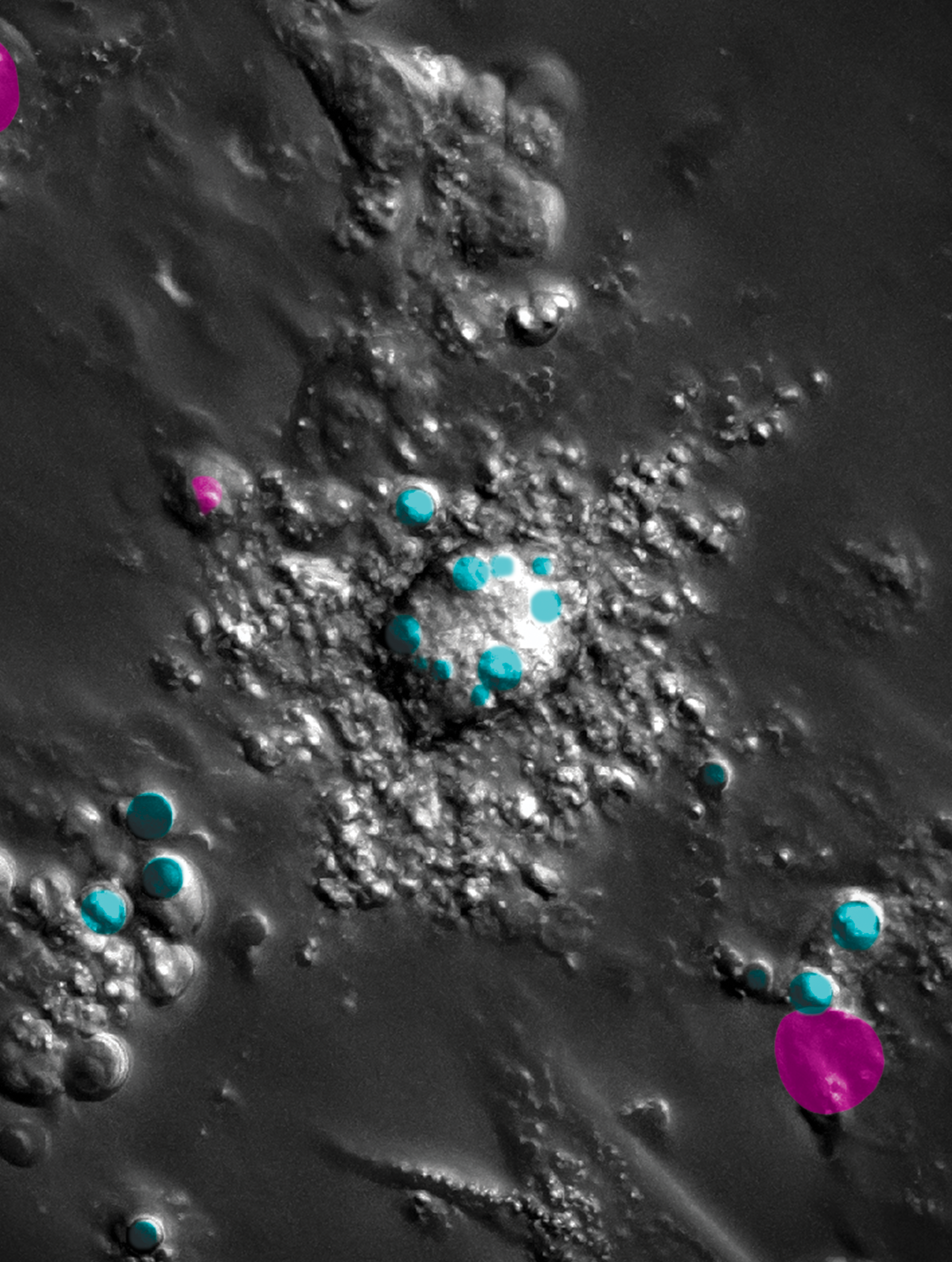 Picture Arnoldus Et Al